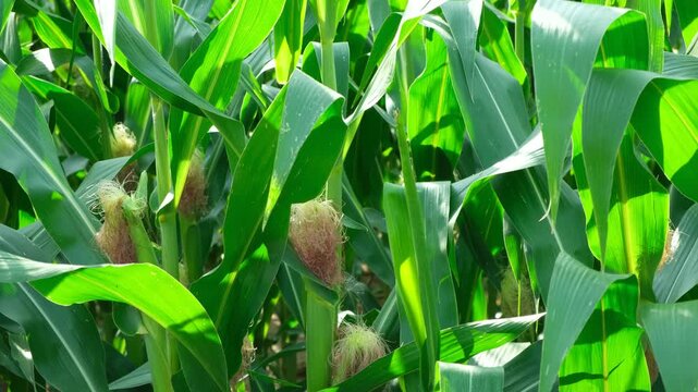 Close-up of green corn field with young corn cobs and silk growing in summer