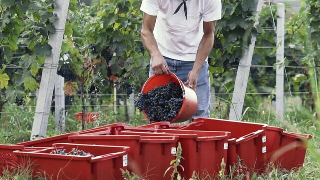 Cinematic close-up footage of hands carefully picking ripe grape clusters from the vine during the autumn harvest. Detailed shots of fresh grapes, vineyard leaves