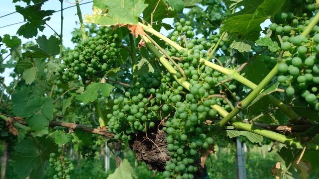 Unripe green wine grapes cluster on the vine during the growing season.