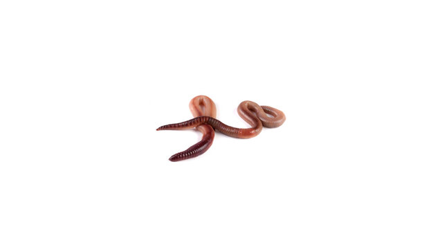 Earthworms isolated on white background, group of worms for fishing bait and organic composting