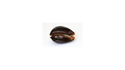 Dark Brown Polished Cowrie Shell Isolated on White Background, Shiny Cypraea Sea Snail Shell with Teeth © Hxn_Tariq