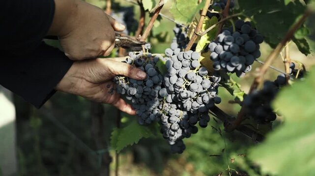 Cinematic close-up footage of hands carefully picking ripe grape clusters from the vine during the autumn harvest. Detailed shots of fresh grapes, vineyard leaves