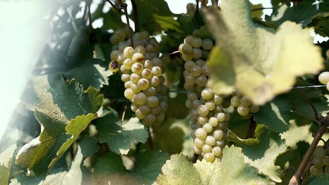 Cinematic close-up footage of hands carefully picking ripe grape clusters from the vine during the autumn harvest. Detailed shots of fresh grapes, vineyard leaves