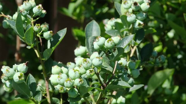 Green blueberries growing on a bush in sunlight