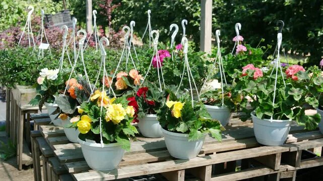 Hanging potted flowers displayed on wooden tables outdoors