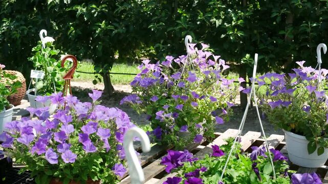Hanging purple flowers in pots on wooden pallets outdoors