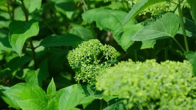 Green hydrangea blossoms with broad leaves in sunlight
