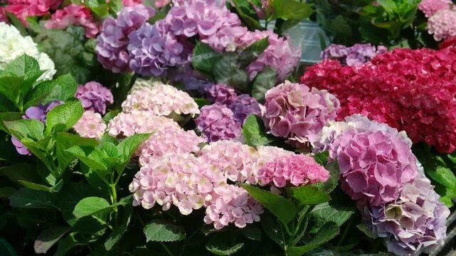 A cluster of hydrangeas in various shades of pink and purple