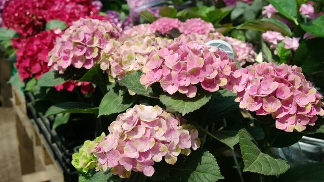 Pink hydrangeas growing in pots on display
