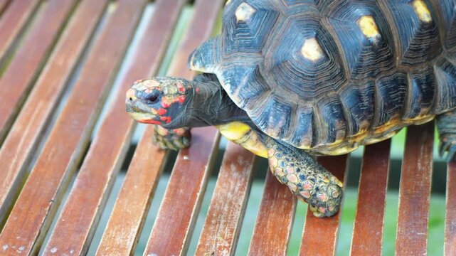 The eastern box turtle (Terrapene carolina carolina) is a subspecies within a group of hinge-shelled turtles normally called box turtles. live in wooden cages