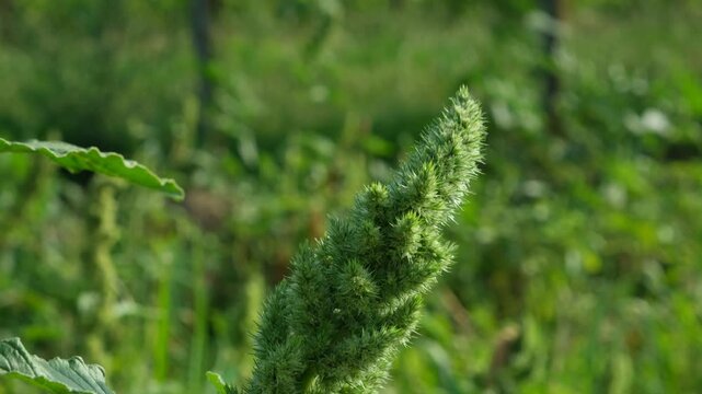 Green amaranth plant growing in a field on a sunny day
