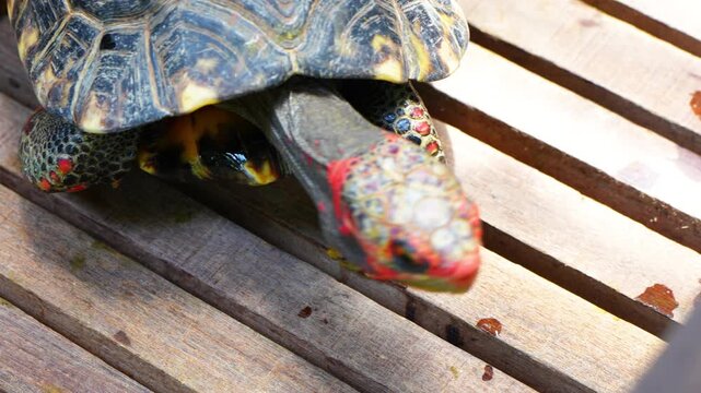 The eastern box turtle (Terrapene carolina carolina) is a subspecies within a group of hinge-shelled turtles normally called box turtles. live in wooden cages