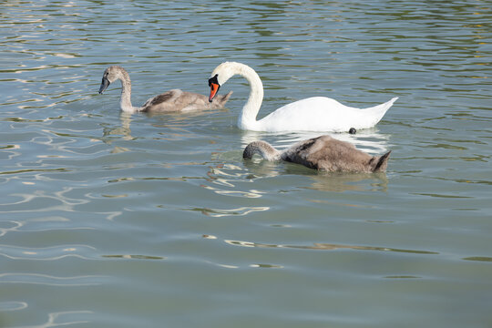 mute swan with cygnets on calm lake