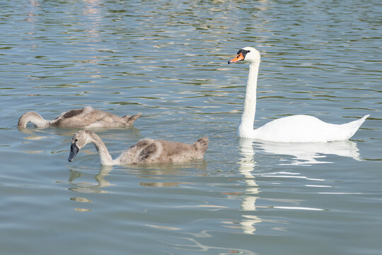 mute swan with cygnets on lake