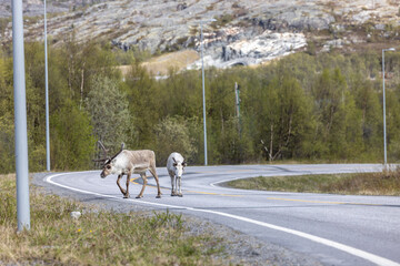 Risk of accidents caused by reindeer on the roads of Norway © Lunghammer