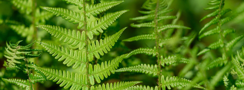 Vibrant green fern fronds fill the frame, revealing delicate leaflets, repeating patterns and rich texture &mdash; perfect for nature backgrounds, botanical projects, eco themes and organic design work.