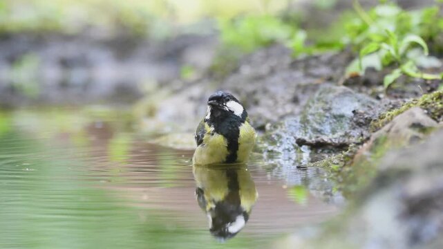 Great tit bird bathing in shallow water with droplets splashing around