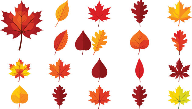 Autumn Leaves Flat Vector Illustration Set with Colorful Red Orange and Yellow Maple Oak Birch and Aspen Foliage for Fall Seasonal Designs