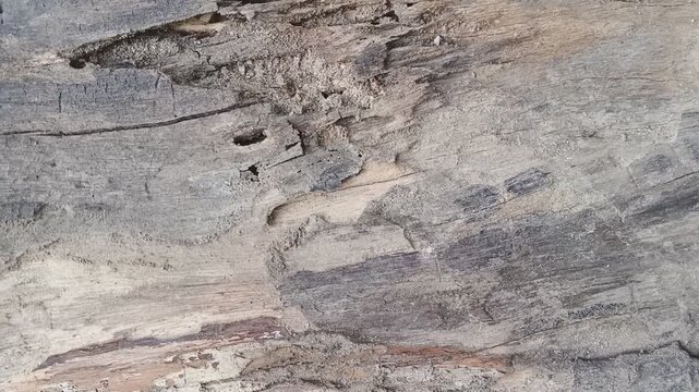 Slow push in on termite damage wood