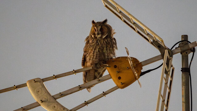 Long-eared owl in the midnight. 