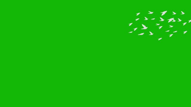 Dove Flock Chroma Key Animation | White Birds Flying Green Screen Background | Flying Peace Doves Animation | Green Screen Chroma Key Bird Flock Motion Graphics HD