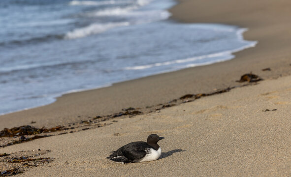 The common murre or common guillemot (Uria aalge) is a large auk, one of several species called murre or guillemot.