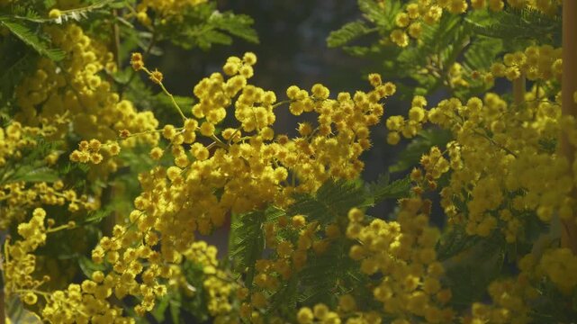 Potted mimosa trees with yellow blossoms