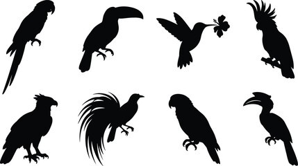 Exotic Tropical Bird Silhouette Collection with Parrots Toucan Cockatoo Hummingbird and Birds of Paradise © MdAzizulHaque