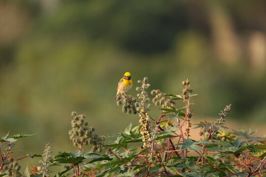 Baya Weaver