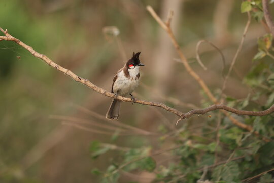 Red Whiskered Bulbul