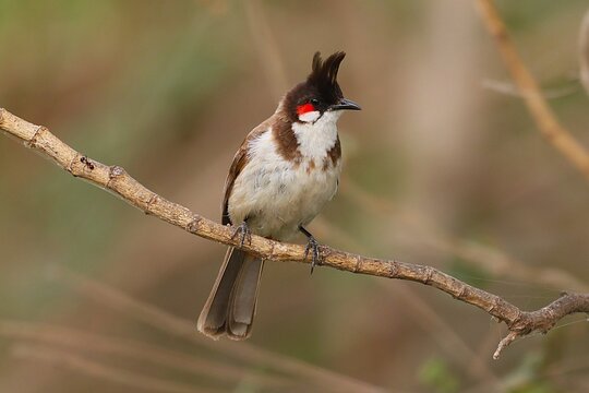 Red Whiskered Bulbul