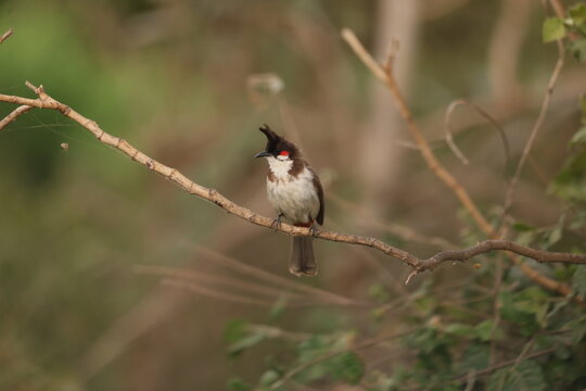 Red Whiskered Bulbul