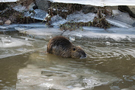 Wild nutria resting among broken ice sheets in shallow winter water, highlighting wildlife endurance during freezing temperatures.