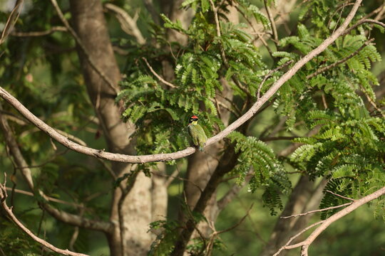 Coppersmith Barbet