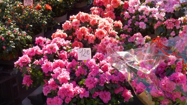 Fresh blooming pink blossoms in Nice France market