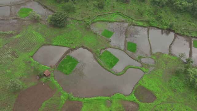 agricultural paddy fields filled with rainwater