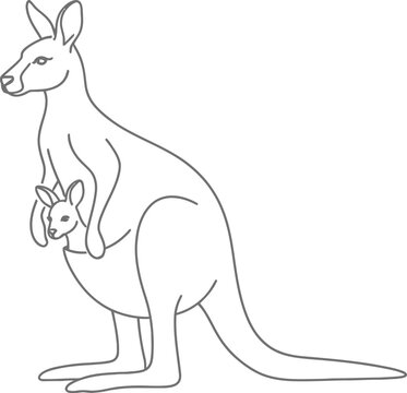 kangaroo in the morning
