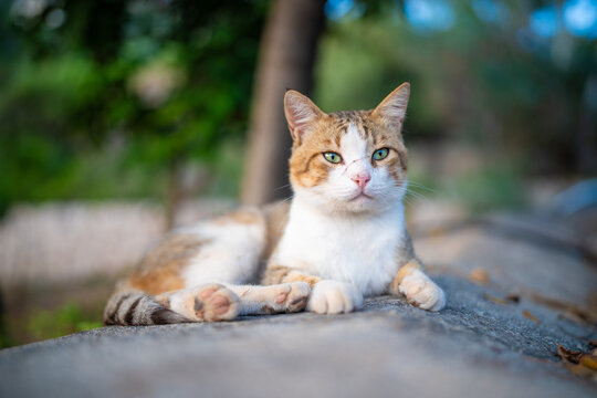 Stray ginger tabby cat with green eyes resting outdoors in horizontal view