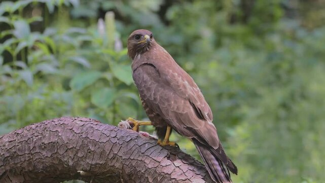 Buzzard plucking prey on forest branch