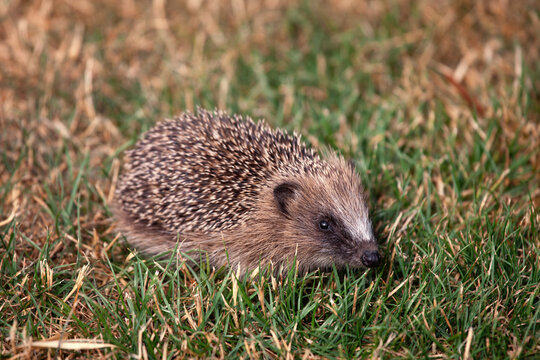 Igel laeuft &uuml;ber eine Wiese im Garten