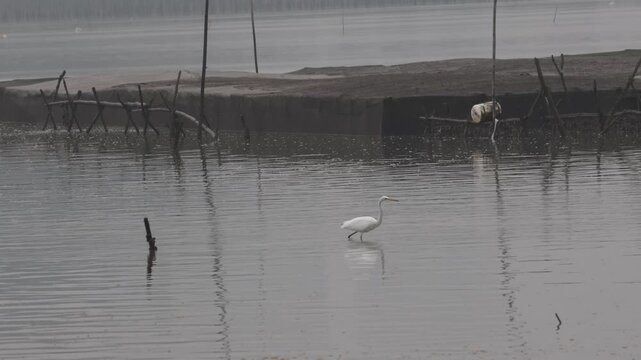 White egret standing in shallow water at a foggy coastal mudflat with wooden stakes.