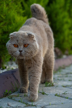 Stray grey Scottish Fold cat walking on street full growth view
