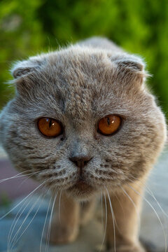 Stray grey Scottish Fold cat muzzle macro close up portrait