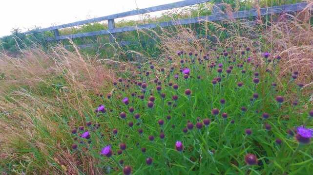 Close up of purple wildflower thistles in green grass