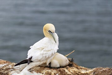 Northern Gannet protecting chick on coastal cliff at Helgoland, Germany - July 2026 © Andreas