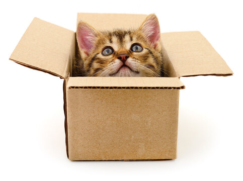 Small Kitten Peeking Out of Cardboard Box