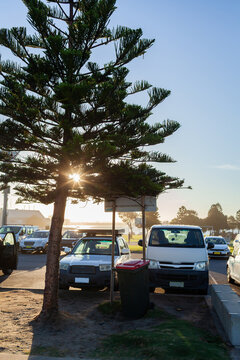 sunlight through tree beside coastal carpark in Newcastl