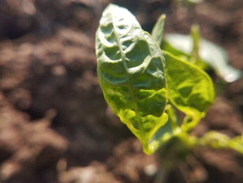 Close-up of a wrinkled long bean leaf showing curled form and visible surface texture.