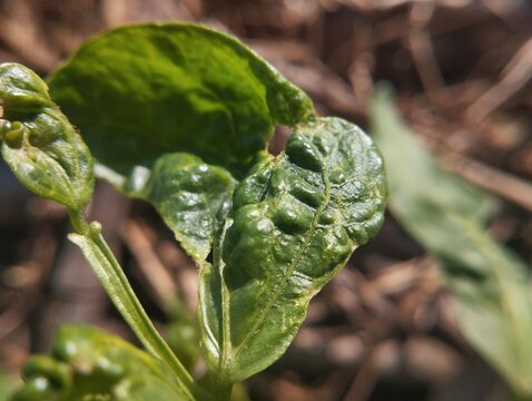 Macro image of a curled long bean leaf with wrinkled surface and shallow depth of field.