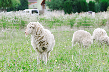 White sheep standing alert in a green pasture with other sheep grazing in the background. © Krajcir